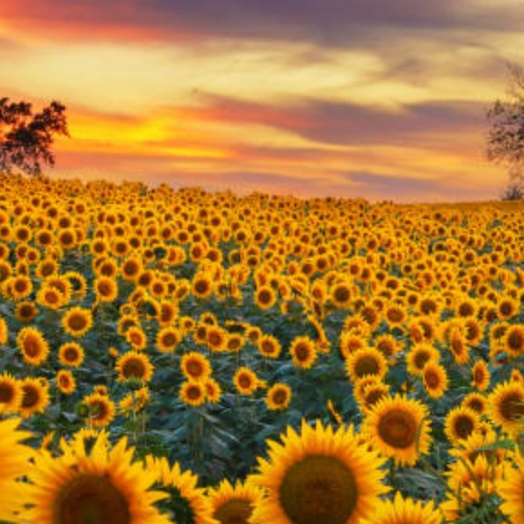 Meet your Posher, Jasmine - Picture 1 of 1